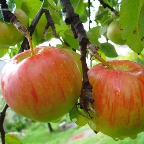 Яблуня 'Золота ренета' MALUS DOMESTICA "ZOLOTA RENETA" висота 120-140 см Золотисто-жовтий 244 фото