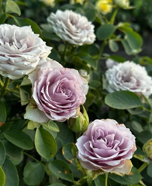 Троянда чайно-гібридна ''Луллабі'' ROSE 'LULLABY' висота 40-50 см Бузковий 386 фото