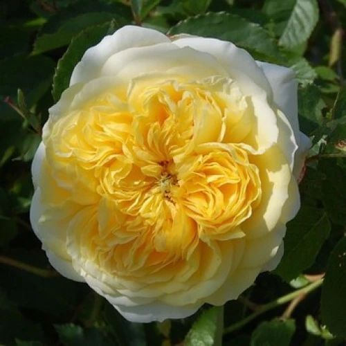Махрова Англійська плетиста троянда ''Пілігрім'' ROSE 'PILGRIM' Жовтий 521 фото