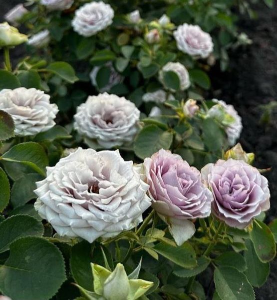 Троянда чайно-гібридна ''Луллабі'' ROSE 'LULLABY' висота 40-50 см Бузковий 386 фото