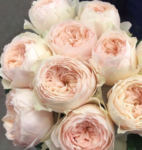 Роза чайно-гибридная ''Эмма Вудхаус'' ROSE 'EMMA WOODHOUSE' высота 80-150 см Нежно-розовый 336 фото