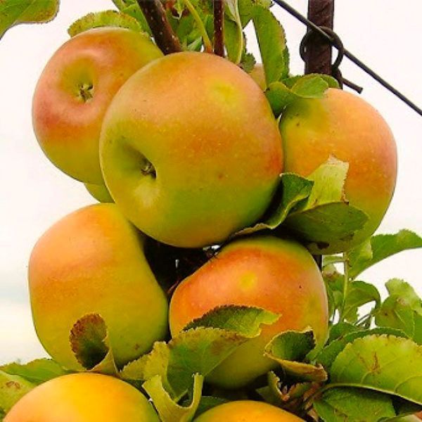Яблуня 'Золота ренета' MALUS DOMESTICA "ZOLOTA RENETA" висота 120-140 см Золотисто-жовтий 244 фото