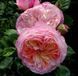 Махрова Англійська троянда ''Констанція'' ROSE 'CONSTANCE' Рожевий 485 фото 1