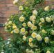 Махрова Англійська плетиста троянда ''Пілігрім'' ROSE 'PILGRIM' Жовтий 521 фото 3