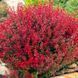 Барбарис Red Hot Chili Berberis thunbergii 'Red Hot Chili' Ярко-красный 807 фото 1