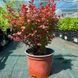 Барбарис Red Hot Chili Berberis thunbergii 'Red Hot Chili' Ярко-красный 807 фото 5