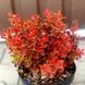 Барбарис Red Hot Chili Berberis thunbergii 'Red Hot Chili' Ярко-красный 807 фото 4