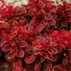 Барбарис Red Hot Chili Berberis thunbergii 'Red Hot Chili' Ярко-красный 807 фото 3