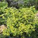 Бересклет Admiral Gold (Euonymus fortunei 'Admiral Gold') 100-150 см Золотисто-желтый 1055 фото 7