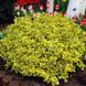 Бересклет Admiral Gold (Euonymus fortunei 'Admiral Gold') 100-150 см Золотисто-желтый 1055 фото 9