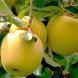 Яблуня 'Золота ренета' MALUS DOMESTICA "ZOLOTA RENETA" висота 120-140 см Золотисто-жовтий 244 фото 1