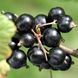 Смородина &laquo;Око Дракону&raquo; (RIBES NIGRUM &lsquo;Dragon Eye&rsquo;) Чорний 955 фото 3