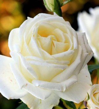 Роза плетистая ''Мон Блан'' ROSE 'MONT BLANC' высота 40-50 см Белый 437 фото