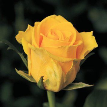 Троянда чайно-гібридна ''Пенні Лейн'' ROSE 'PENNY LANE' висота 80-150 см Жовтий 337 фото