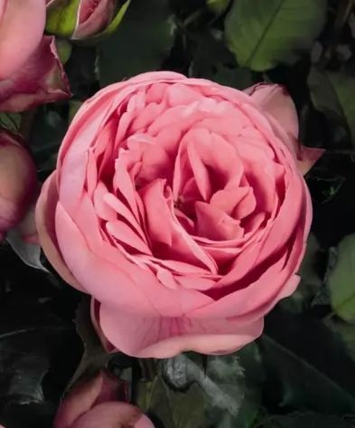 Махрова Англійська плетиста троянда ''Хепі Піано'' ROSE 'HAPPY PIANO' Рожевий 522 фото