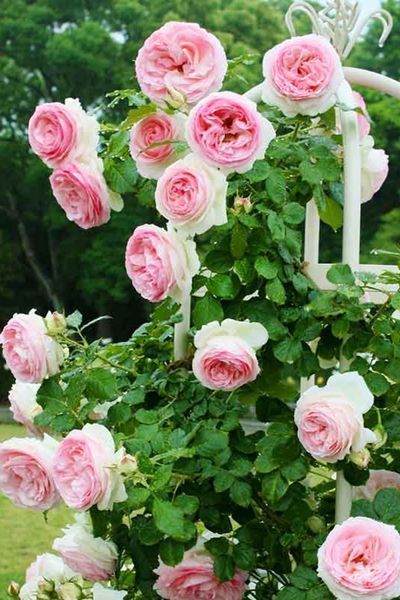 Троянда &laquo;П'єр де Ронсар&raquo; ROSE 'CLIMBER PIERRE DE RONSARD' на штамбі висота 140-160 см Кремово-білий з рожевою облямівкою 1306 фото