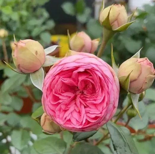 Махрова Англійська плетиста троянда ''Хепі Піано'' ROSE 'HAPPY PIANO' Рожевий 522 фото