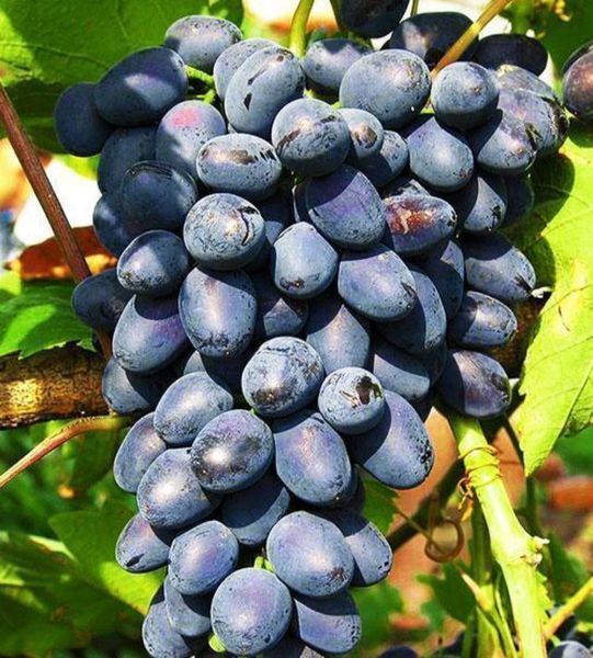Виноград 'Руслан' VITIS VINIFERA ''RUSLAN'' возраст 2 года Синий 287 фото