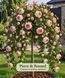 Троянда &laquo;П'єр де Ронсар&raquo; ROSE 'CLIMBER PIERRE DE RONSARD' на штамбі висота 140-160 см Кремово-білий з рожевою облямівкою 1306 фото 1