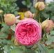 Махрова Англійська плетиста троянда ''Хепі Піано'' ROSE 'HAPPY PIANO' Рожевий 522 фото 3