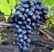 Виноград 'Руслан' VITIS VINIFERA ''RUSLAN'' возраст 2 года Синий 287 фото 1