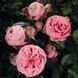 Махрова Англійська плетиста троянда ''Хепі Піано'' ROSE 'HAPPY PIANO' Рожевий 522 фото 1