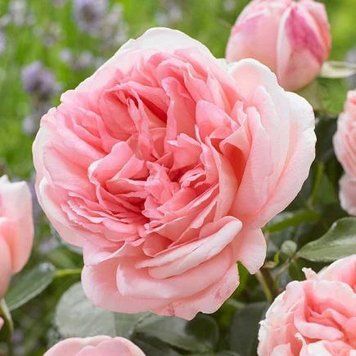 Троянда чайно-гібридна ''Вояж'' ROSE 'VOYAGE' висота 80-150 см Ніжно-рожевий 388 фото