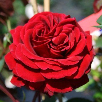 Роза плетистая ''Нахеглут'' ROSE 'NAHEGLUT' высота 40-50 метров Красный 438 фото
