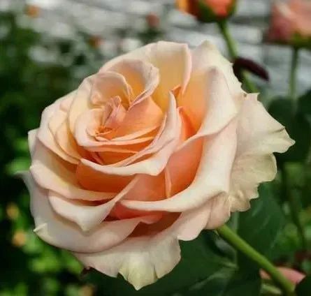 Роза чайно-гибридная 'Примадонна' ROSE 'PRIMA DONNA' высота 80-150 см Персиковый 338 фото