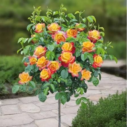 Троянда &laquo;Літл Сансет&raquo; ROSE 'LITTLE SUNSET' на штамбі висота 140-160 см Жовто-помаранчевий 1307 фото