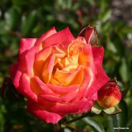 Троянда &laquo;Літл Сансет&raquo; ROSE 'LITTLE SUNSET' на штамбі висота 140-160 см Жовто-помаранчевий 1307 фото