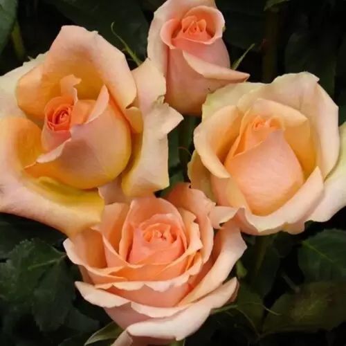 Роза чайно-гибридная 'Примадонна' ROSE 'PRIMA DONNA' высота 80-150 см Персиковый 338 фото