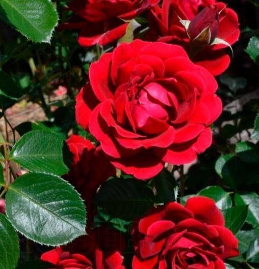 Троянда плетиста ''Нахеглут'' ROSE 'NAHEGLUT' висота 40-50 метрів Червоний 438 фото