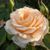 Роза чайно-гибридная 'Примадонна' ROSE 'PRIMA DONNA' высота 80-150 см Персиковый 338 фото