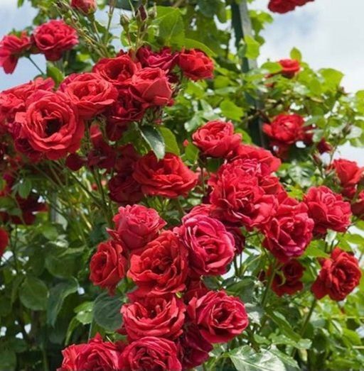 Троянда плетиста ''Нахеглут'' ROSE 'NAHEGLUT' висота 40-50 метрів Червоний 438 фото