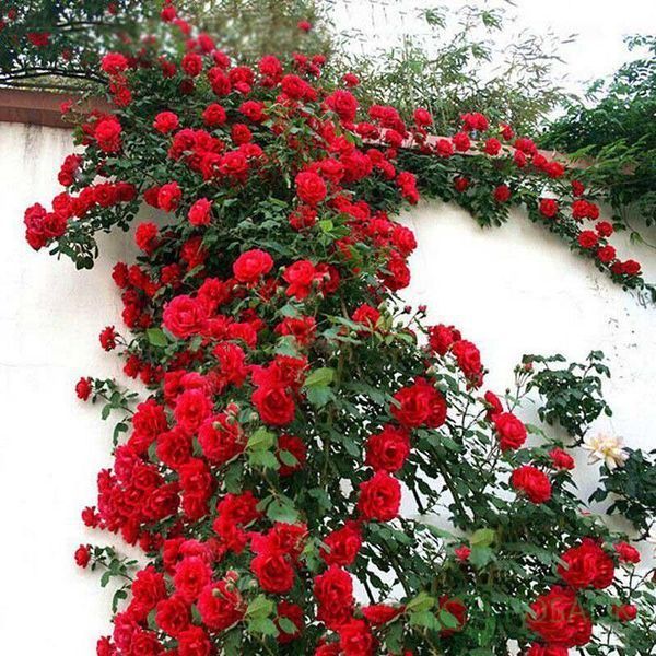 Троянда плетиста ''Нахеглут'' ROSE 'NAHEGLUT' висота 40-50 метрів Червоний 438 фото