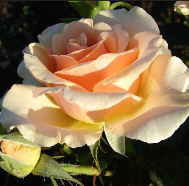 Роза чайно-гибридная 'Примадонна' ROSE 'PRIMA DONNA' высота 80-150 см Персиковый 338 фото