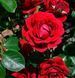 Троянда плетиста ''Нахеглут'' ROSE 'NAHEGLUT' висота 40-50 метрів Червоний 438 фото 2