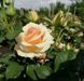 Роза чайно-гибридная 'Примадонна' ROSE 'PRIMA DONNA' высота 80-150 см Персиковый 338 фото 5