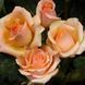 Роза чайно-гибридная 'Примадонна' ROSE 'PRIMA DONNA' высота 80-150 см Персиковый 338 фото 4