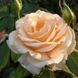 Роза чайно-гибридная 'Примадонна' ROSE 'PRIMA DONNA' высота 80-150 см Персиковый 338 фото 1