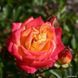 Троянда &laquo;Літл Сансет&raquo; ROSE 'LITTLE SUNSET' на штамбі висота 140-160 см Жовто-помаранчевий 1307 фото 2