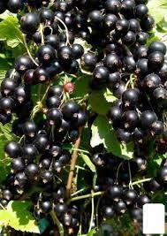 Смородина на штамбе крупноплодная (Ribes nigrum/Ribes rubrum) 3 л кувшин Черный 958 фото