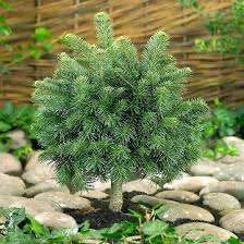 Ель &laquo;Green Globe&raquo; на штамбе (Picea abies &lsquo;Green Globe&rsquo;) 140 см Ярко-зеленый 860 фото