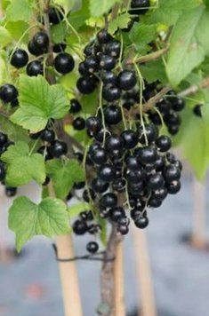Смородина на штамбе крупноплодная (Ribes nigrum/Ribes rubrum) 3 л кувшин Черный 958 фото