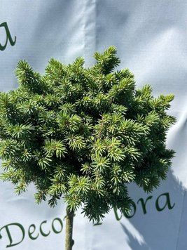 Ель &laquo;Green Globe&raquo; на штамбе (Picea abies &lsquo;Green Globe&rsquo;) 140 см Ярко-зеленый 860 фото