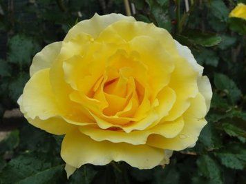 Роза плетистая ''Римоза'' ROSE 'RIMOSA' высота от 3 до 7 метров Желтый 439 фото