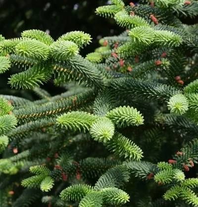 Ель &laquo;Green Globe&raquo; на штамбе (Picea abies &lsquo;Green Globe&rsquo;) 140 см Ярко-зеленый 860 фото