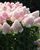 Гортензія волотиста &laquo;Саммер Лав&raquo; HYDRANGEA PANICULATA &lsquo;SUMMER LOVE&rsquo; глечик 5 л ЗКС, висота 60-70 см Білий, рожевий 1008 фото