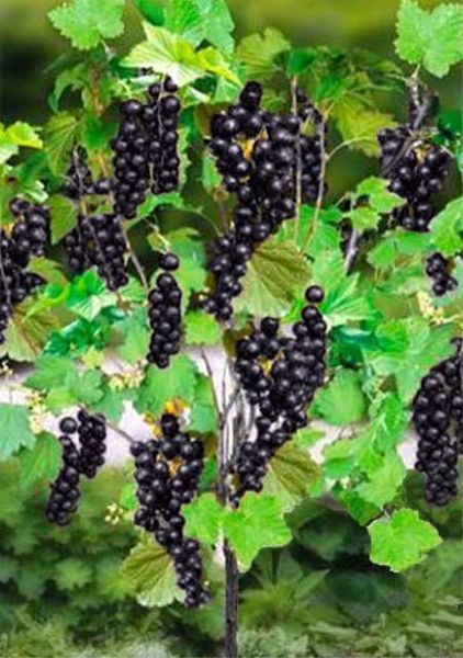 Смородина на штамбе крупноплодная (Ribes nigrum/Ribes rubrum) 3 л кувшин Черный 958 фото